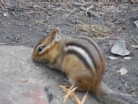 Chippy