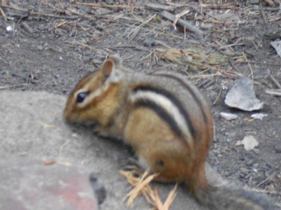 Chippy